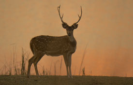 deer